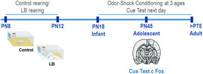 Development of Threat Expression Following Infant Maltreatment: Infant and Adult Enhancement but Adolescent Attenuation